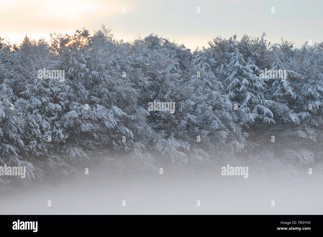 Borde de bosque nevado en la niebla de la mañana, Alemania, Schleswig-Holstein Foto de stock