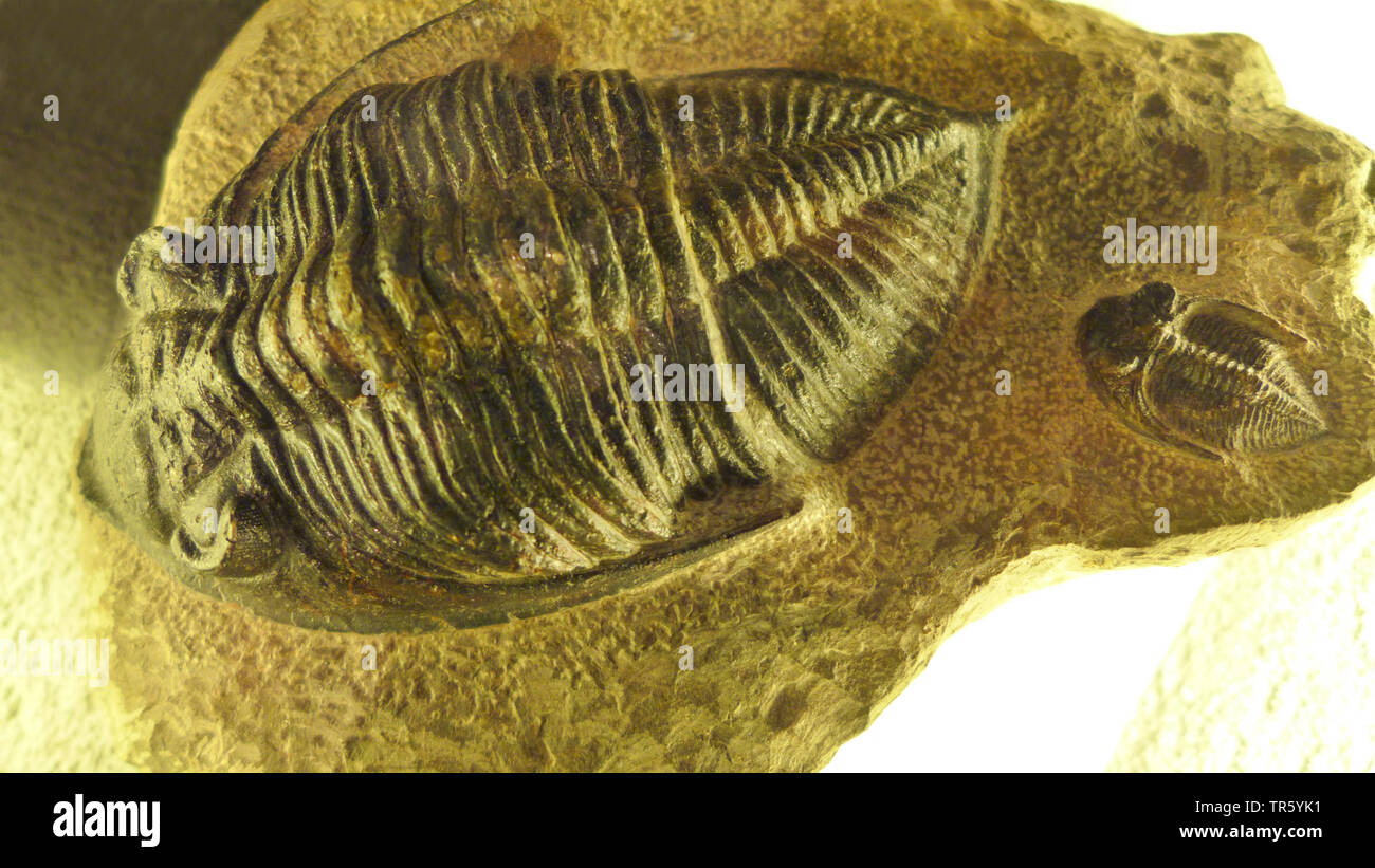 Trilobite (Odontochile spiniferum, Spinodontochila spiniferum), los fósiles de trilobites de Devon, Marruecos Foto de stock