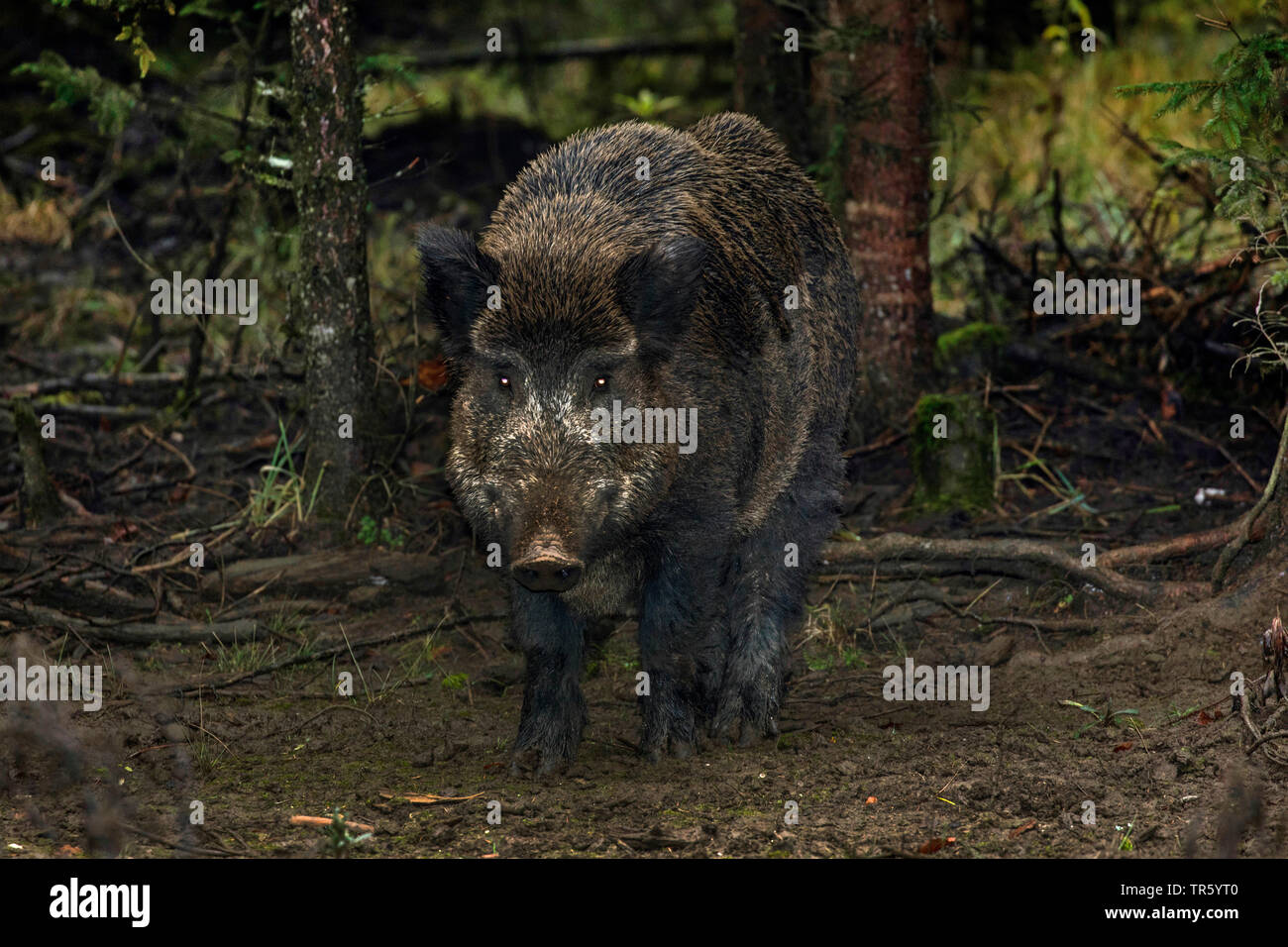 El jabalí, el cerdo, el jabalí (Sus scrofa), tusker rompiendo el sotobosque, Alemania, Baviera Foto de stock