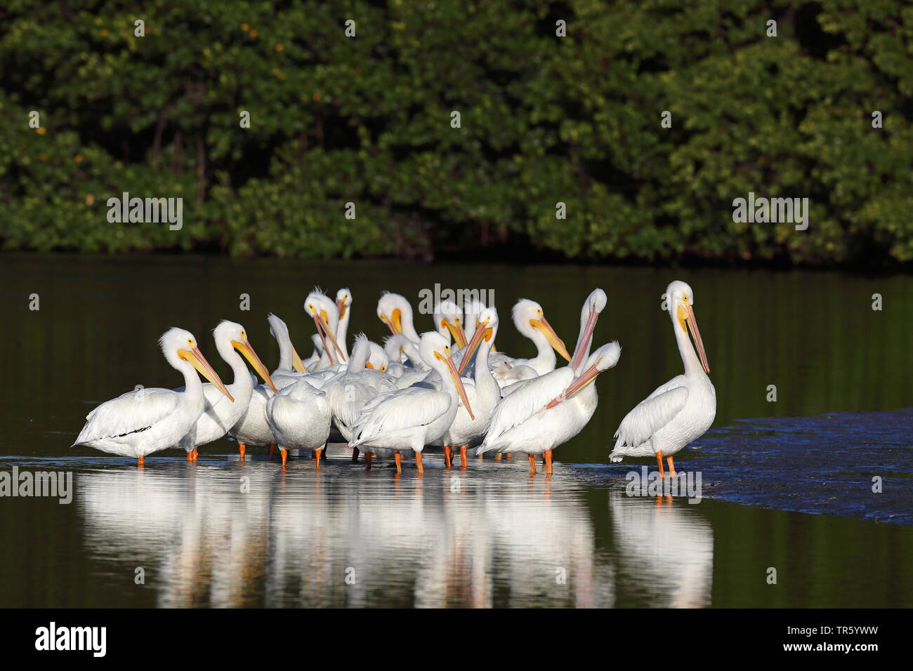 Pelícano Blanco Americano (Pelecanus erythrorhynchos), grupo staning en agua, EEUU, Florida, Sanibel Island Foto de stock