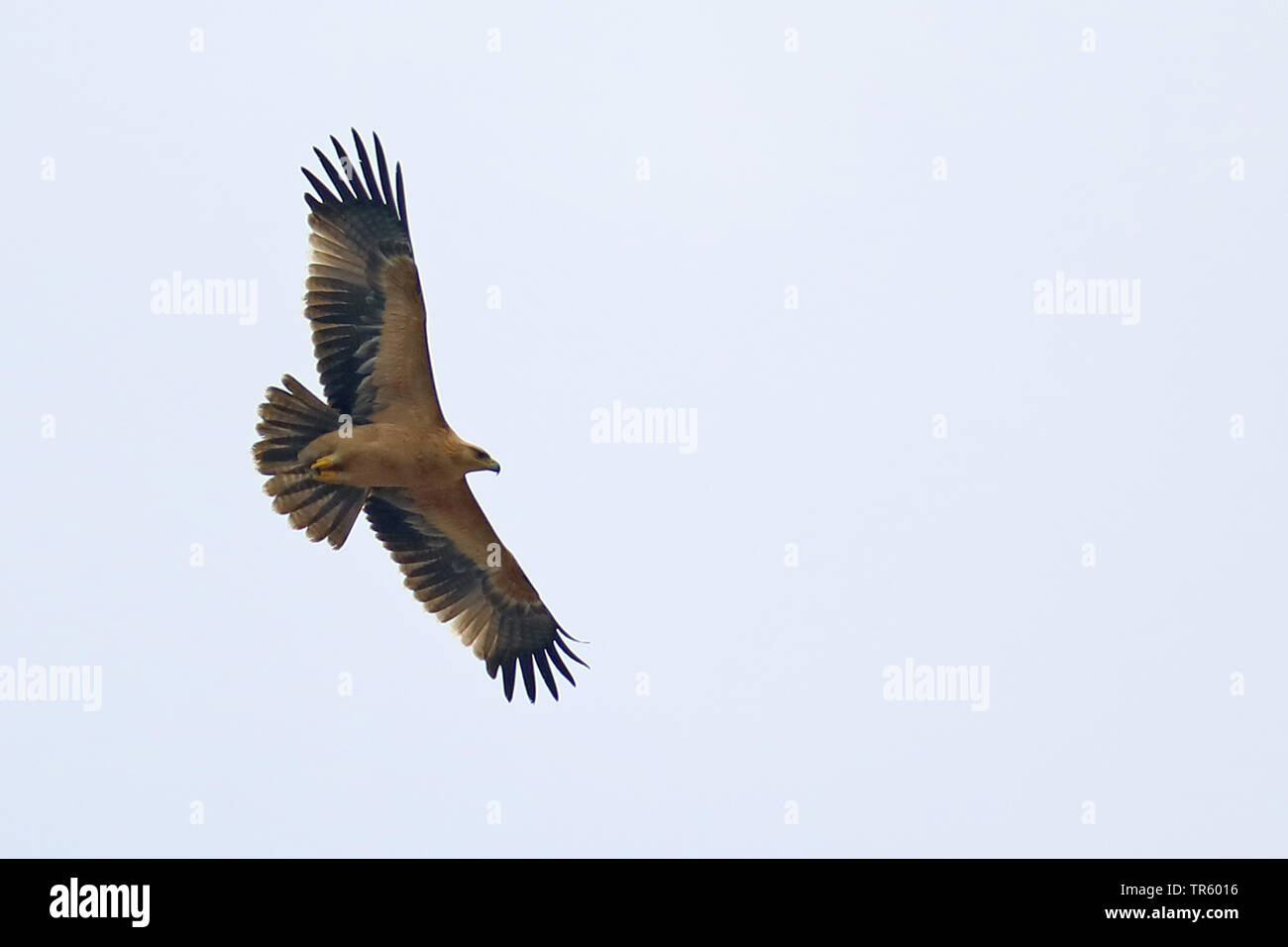 Águila pomerana (Aquila pomarina), volando adulto, en Cádiz, La Janda Foto de stock