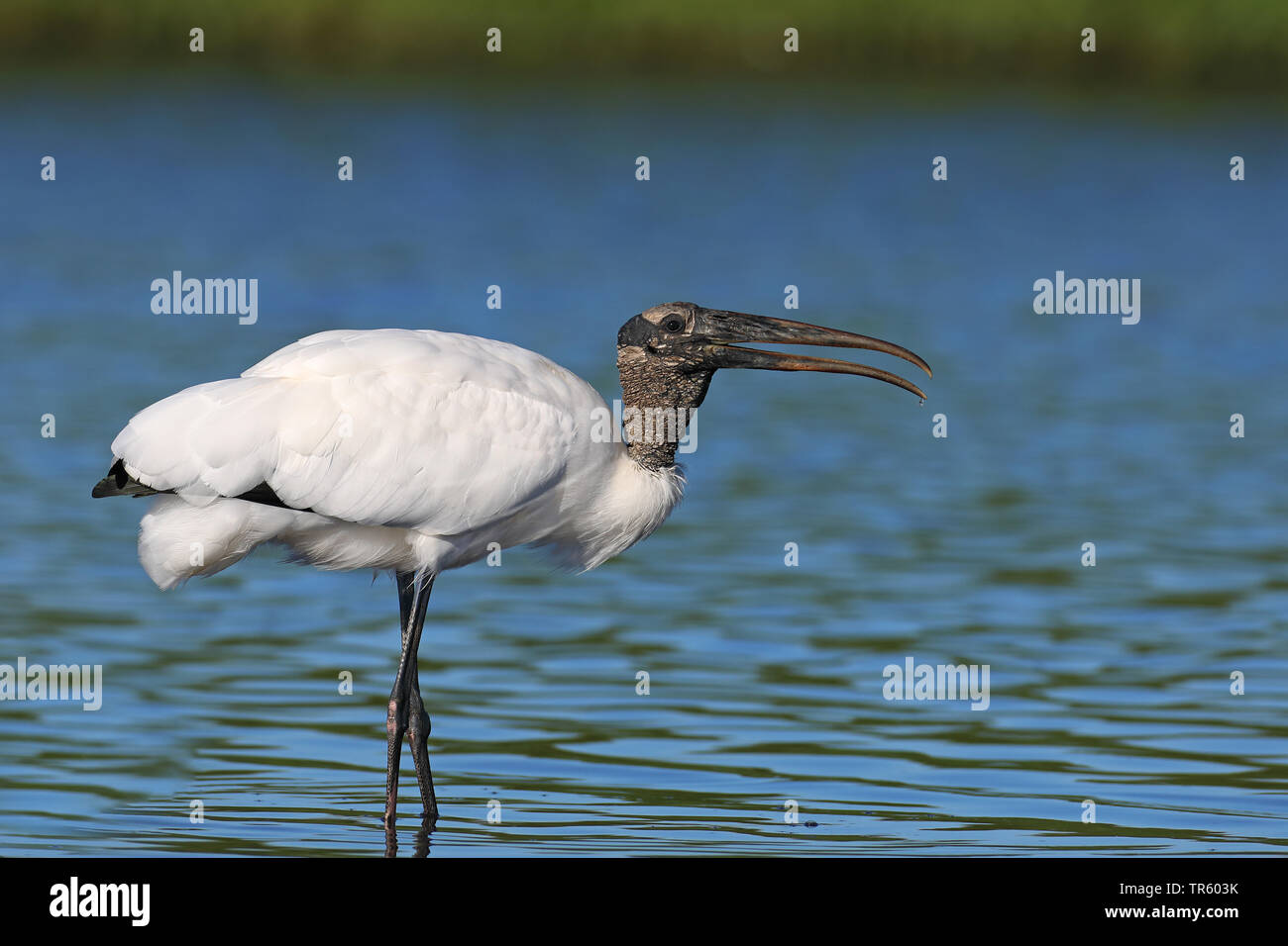 American wood ibis (Mycteria americana), de pie en el agua, EEUU, Florida, Myakka National Park Foto de stock