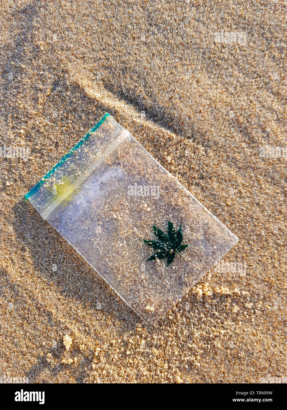 El cáñamo indio, Mary Jane, la marihuana (Cannabis sativa), vacíe la bolsa  de plástico de cáñamo en la playa, Países Bajos Fotografía de stock - Alamy
