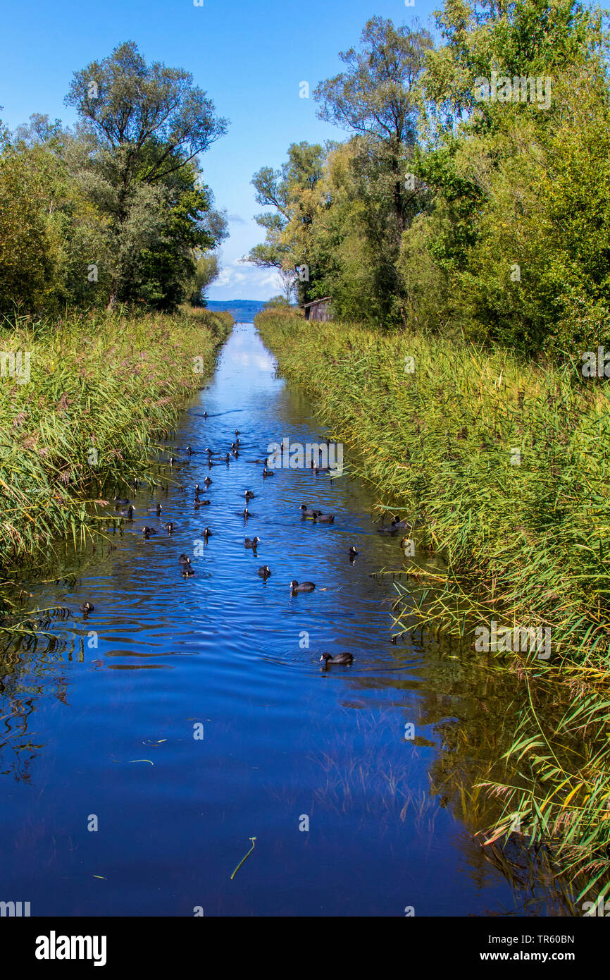 Negro Focha Común (Fulica atra), muchos nadar en un canal de desagüe del lago, de Alemania, Baviera, el lago Chiemsee Foto de stock