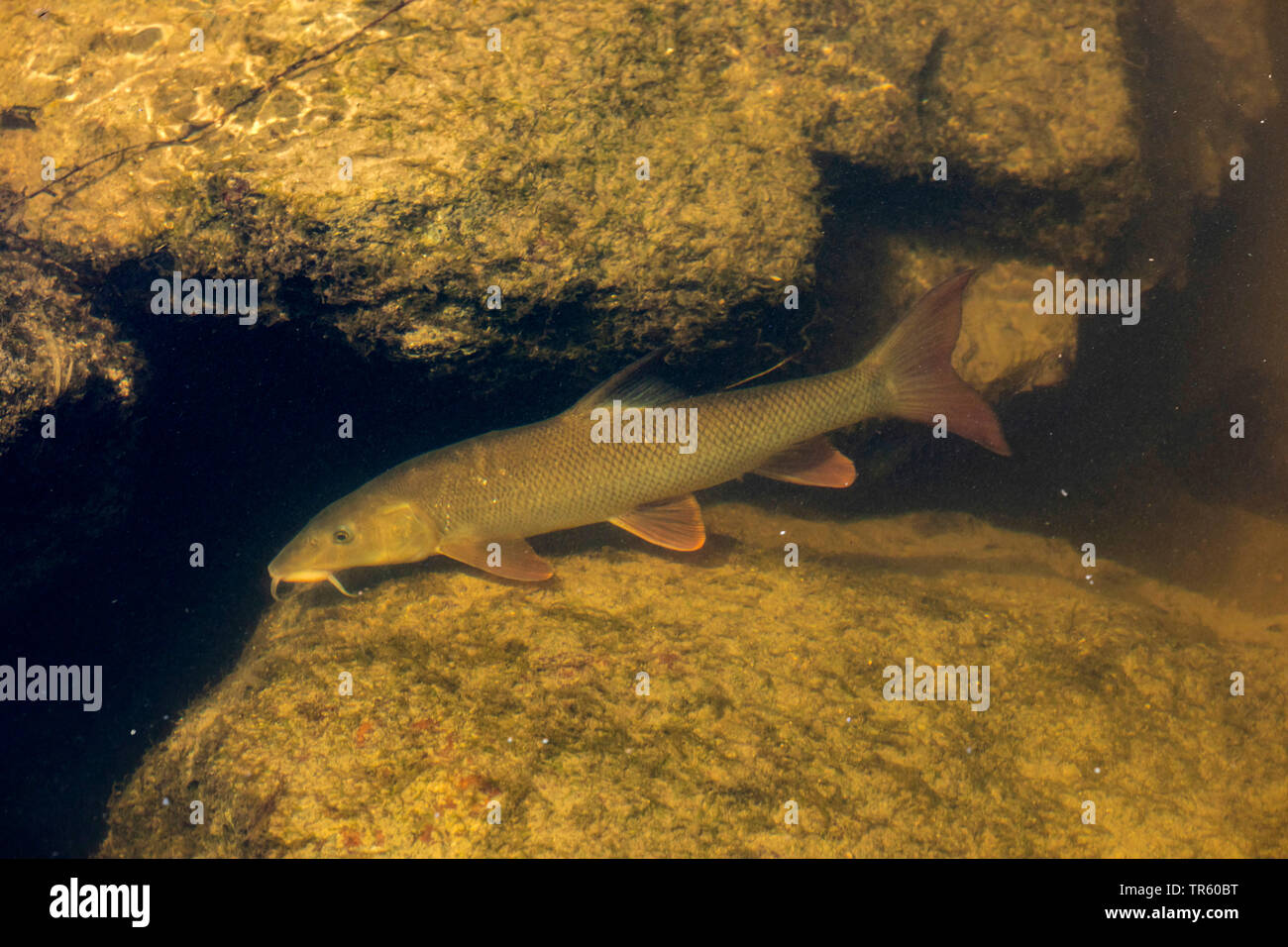 Barbo (Barbus barbus), nadar en el biotopo, vista lateral, Alemania, Baviera, Staffelseeache Foto de stock