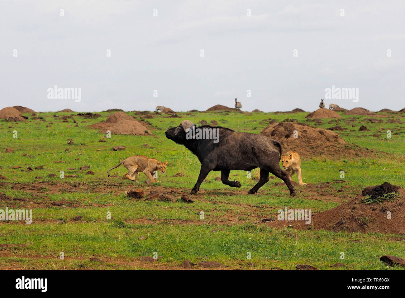 León (Panthera leo), leones atacando a un búfalo africano, Kenia, Masai  Mara National Park Fotografía de stock - Alamy