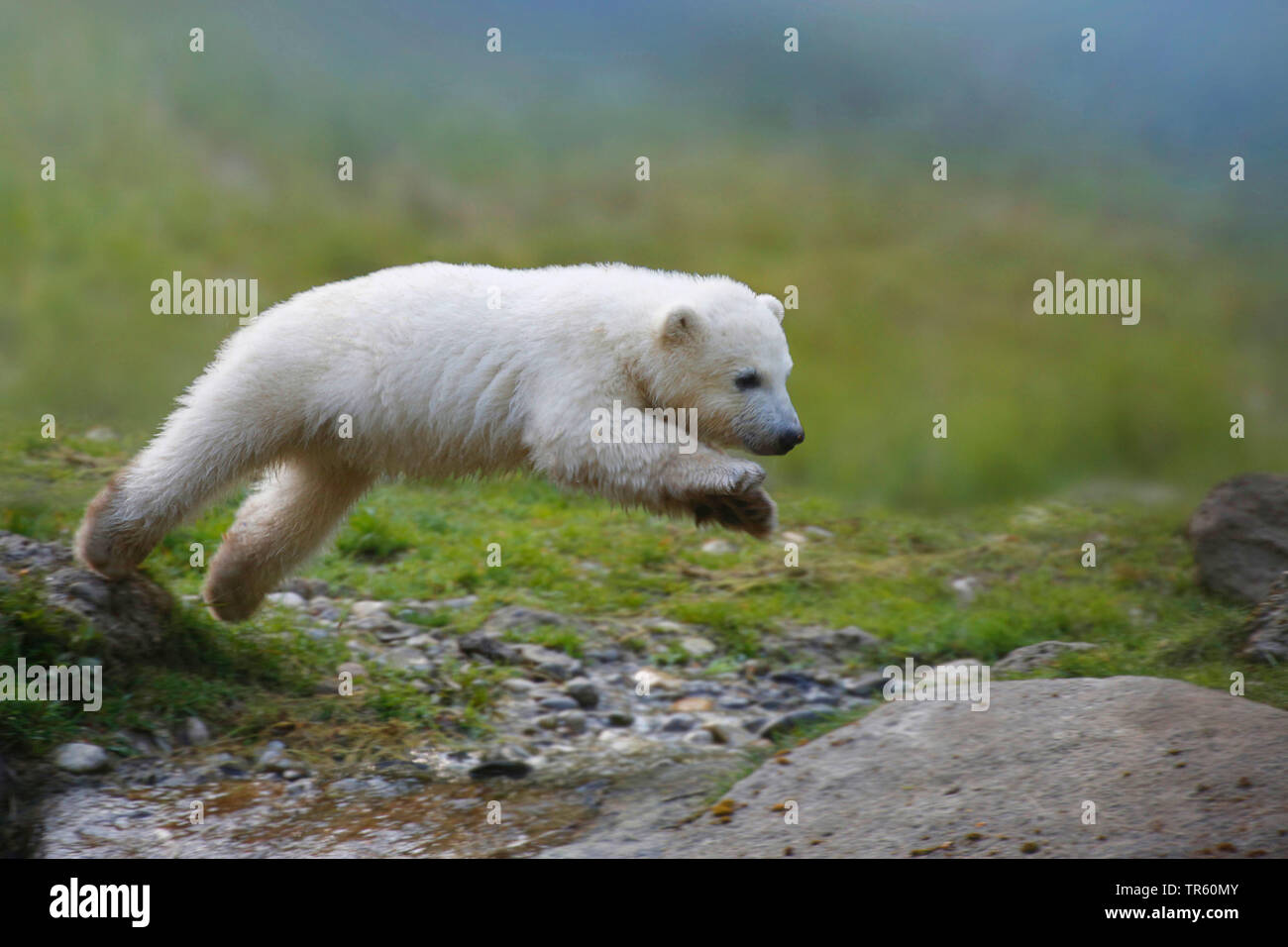 El oso polar (Ursus maritimus), osezno polar saltar por encima de un arroyo, vista lateral Foto de stock