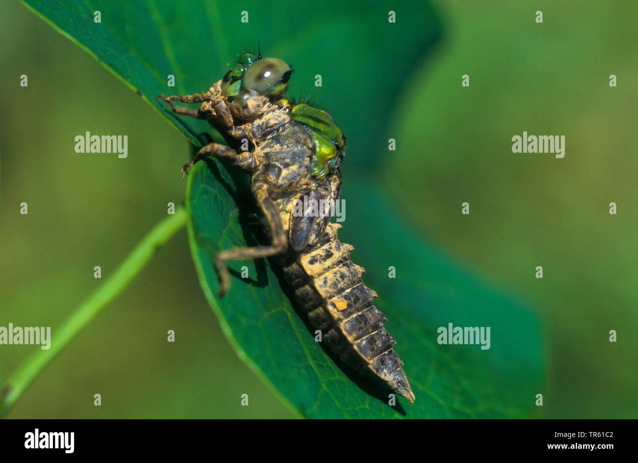 Libélula, serpentina verde (Ophiogomphus serpentinus Snaketail, Ophiogomphus cecilia), larva sentada sobre una hoja, vista lateral, Alemania Foto de stock
