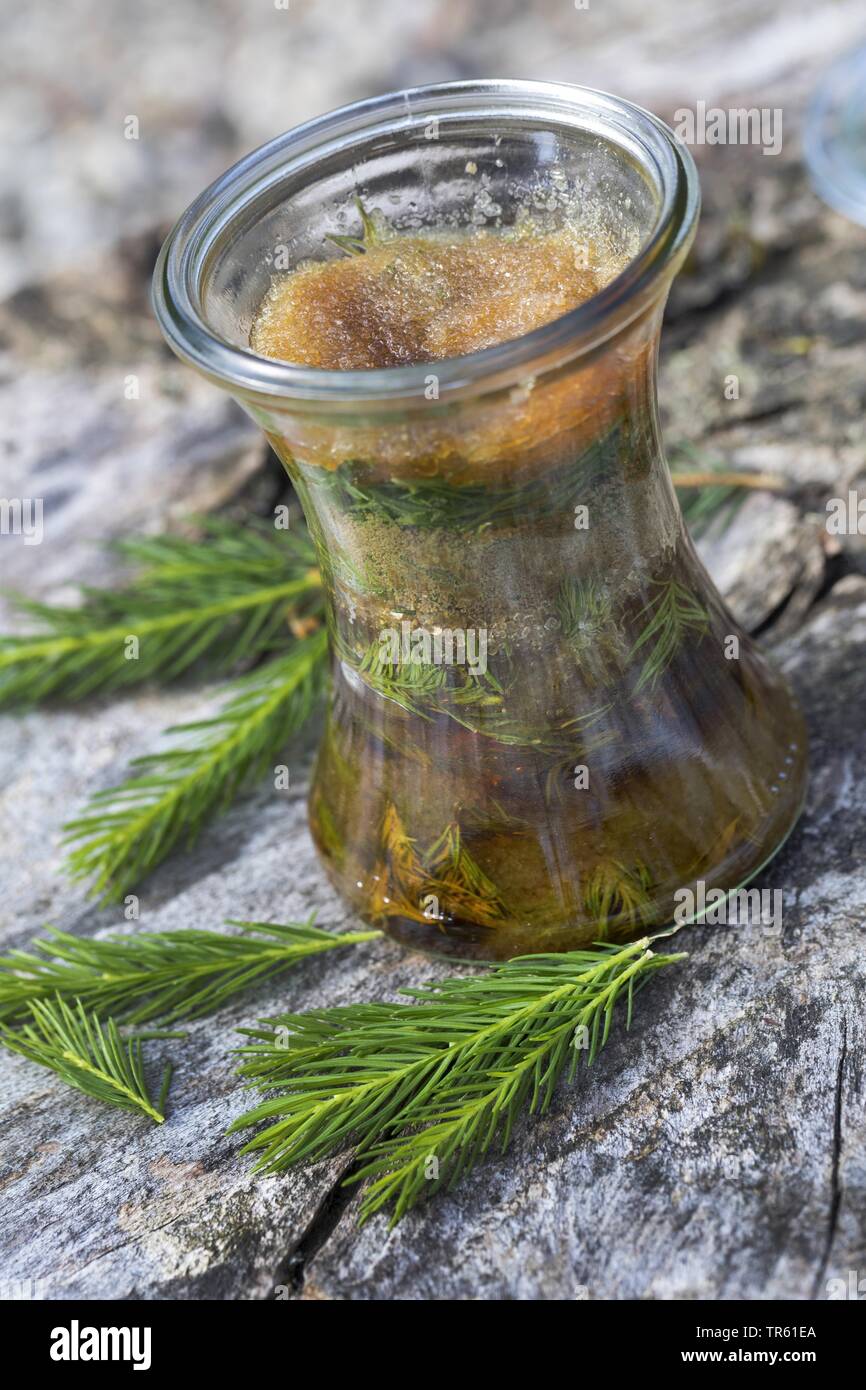 Noruega abeto rojo (Picea abies), Maiwipferl-Sirup selfmade, jarabe para la tos de spruce coles, Alemania Foto de stock