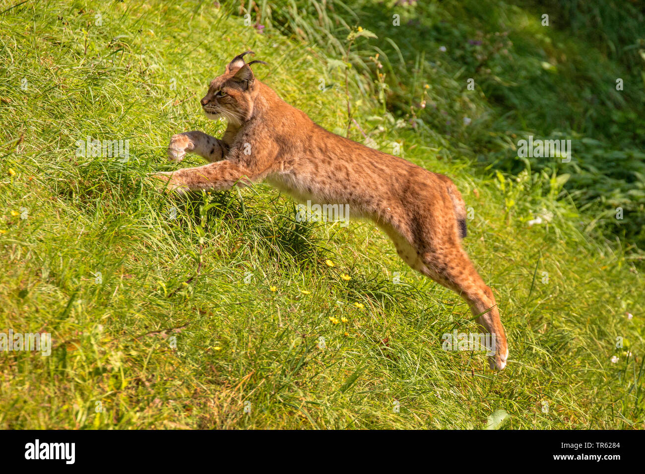 El lince eurásico (Lynx lynx), saltando de una escarpa, vista lateral, Alemania Foto de stock