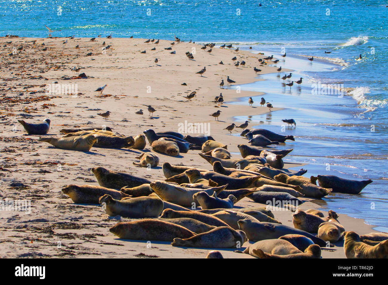 Focas grises (Halichoerus grypus), focas grises y gaviotas en la isla de Helgoland Duene, Alemania, Schleswig-Holstein, Heligoland Foto de stock