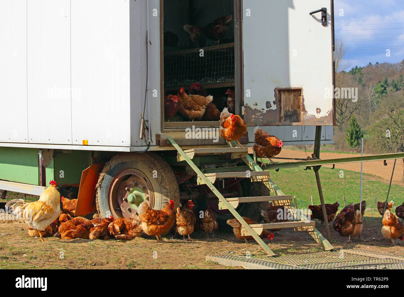 Las gallinas (Gallus gallus f. domestica), pollos de granja y gallinero móvil, Alemania, Hesse. Foto de stock
