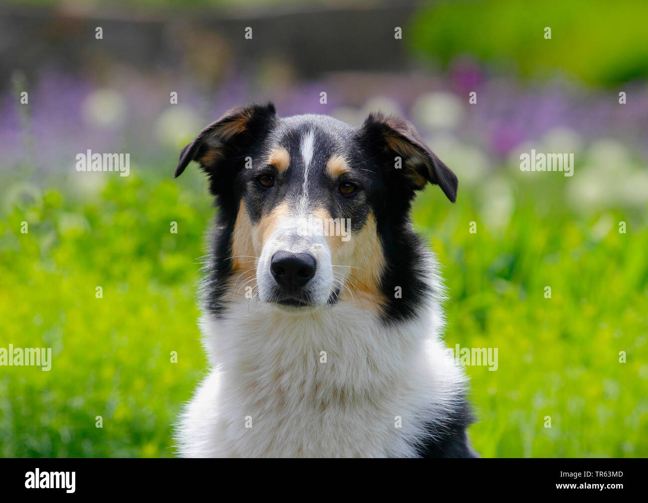 Collie barbudo (Canis lupus familiaris) f., mestizo, 2,5 años perro macho, retrato, en Alemania, en Renania del Norte-Westfalia Foto de stock