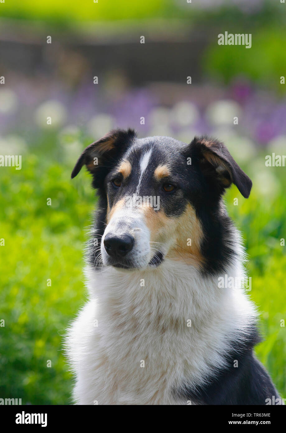 Collie barbudo (Canis lupus familiaris) f., mestizo, 2,5 años perro macho, retrato, en Alemania, en Renania del Norte-Westfalia Foto de stock