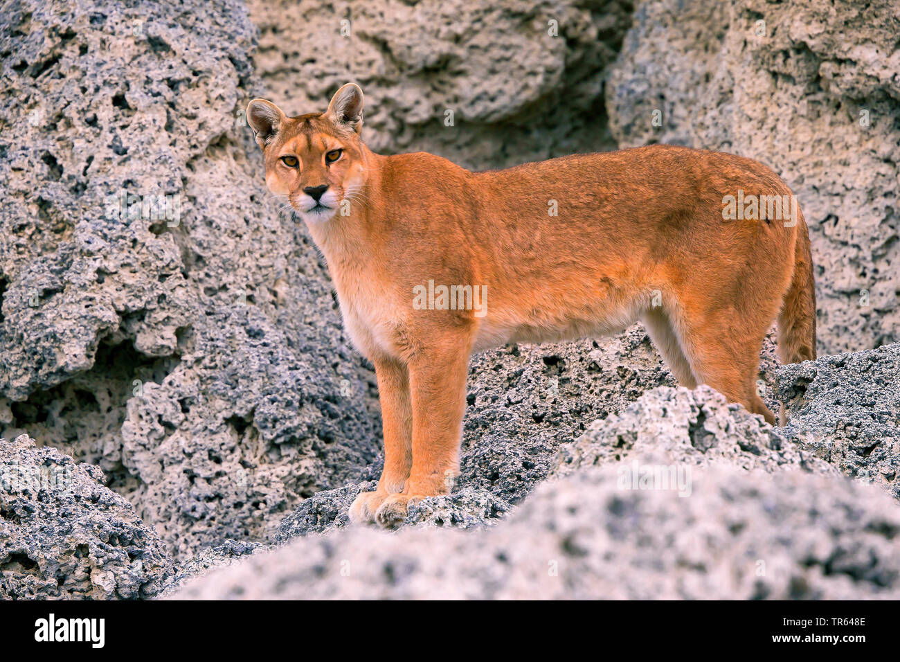 Sur de Sudamérica , cougar Puma, El león de montaña, el puma (Puma concolor  puma, Puma concolor patagonica patagonica, Puma, Puma concolor, Profelis  concolor, Felis concolor, Felis concolor patagonica), hembra buscando comida ,