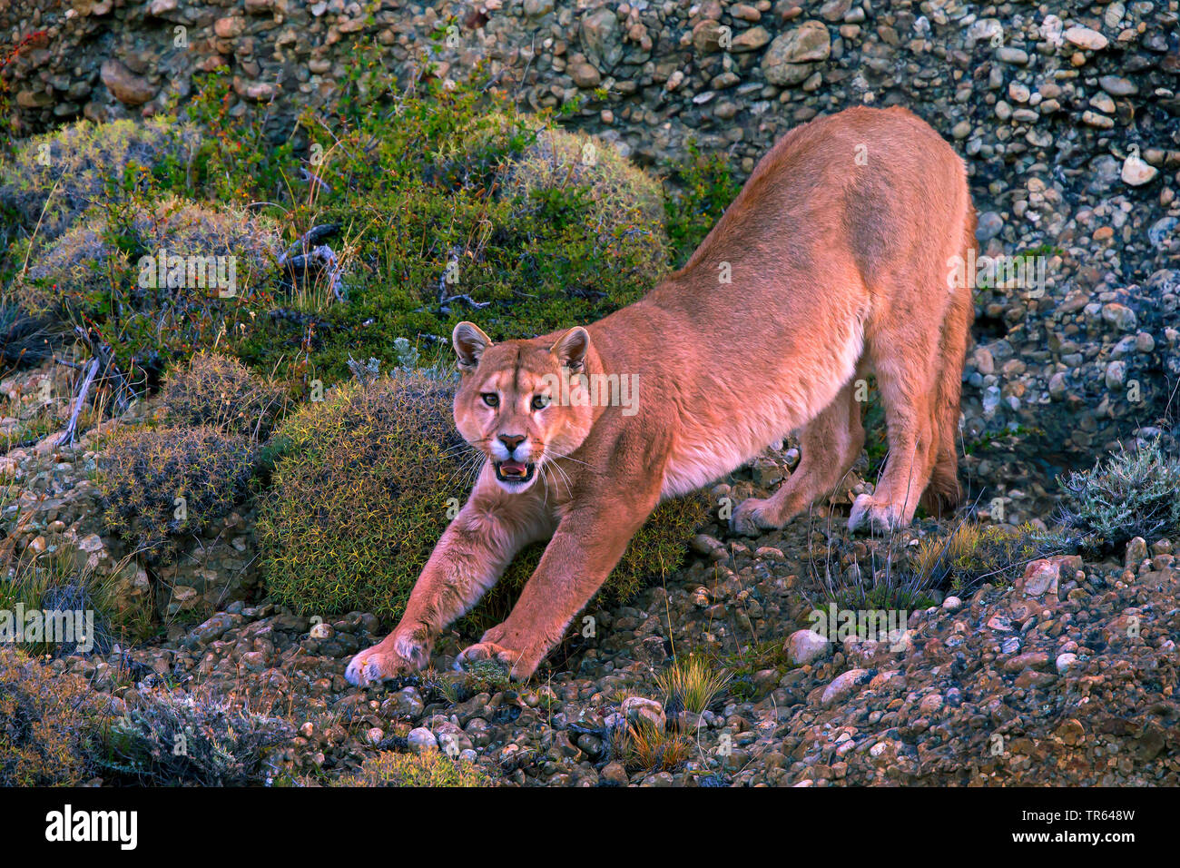 Sur de Sudamérica , cougar Puma, El león de montaña, el puma (Puma concolor  puma, Puma concolor patagonica patagonica, Puma, Puma concolor, Profelis  concolor, Felis concolor, Felis concolor patagonica), stretching, Chile,  Parque