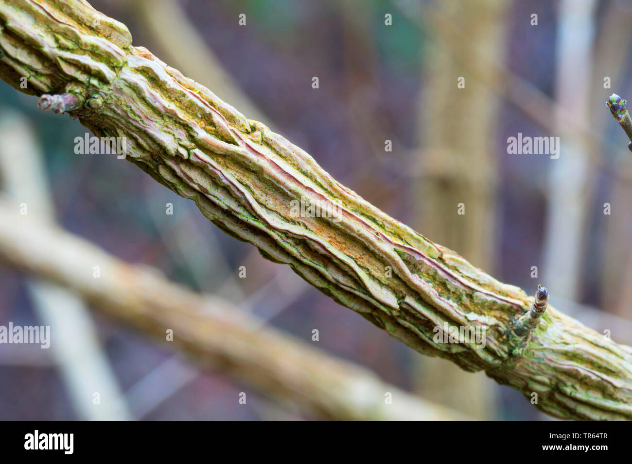 Campo común arce, el arce (Acer campestre), Cork ingles, Alemania Foto de stock