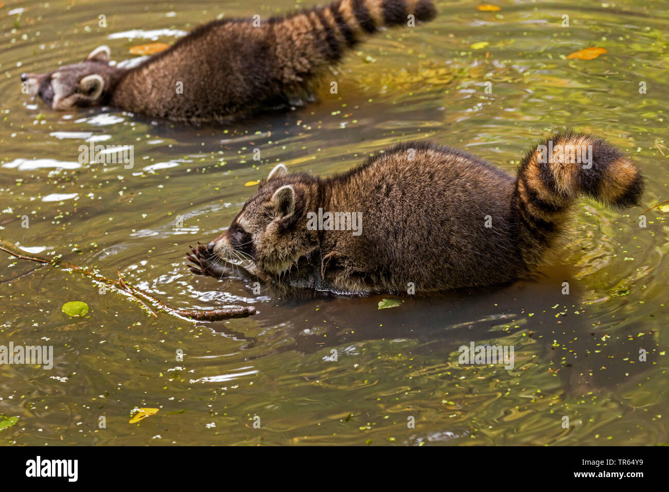 Comunes de mapache (Procyon lotor), en aguas poco profundas, vista lateral, Alemania Baden Wuerttemberg Foto de stock