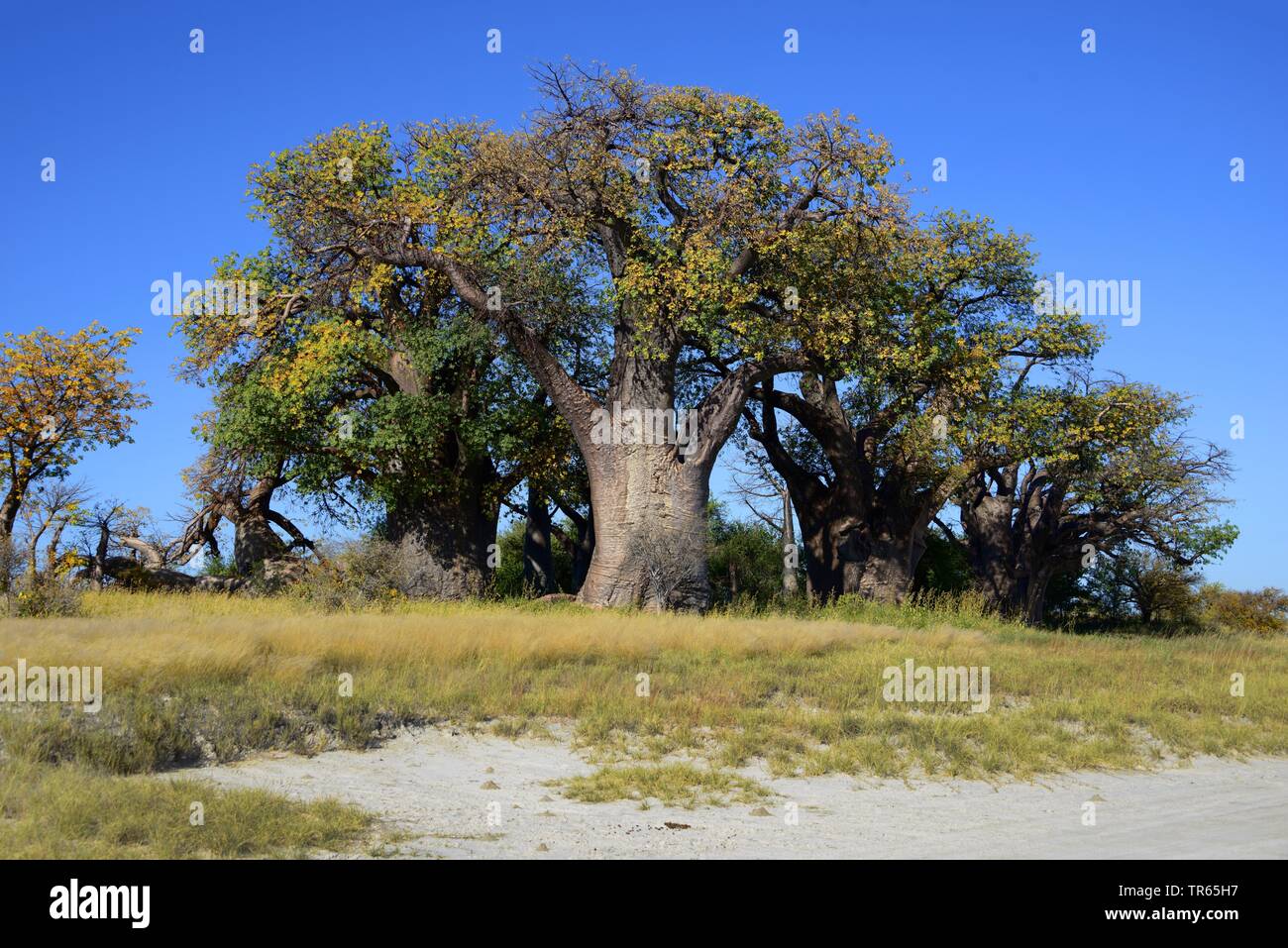 Baobab, el pan de mono, mono tamarindo (Adansonia digitata), Baines Baobabs (Sleeping Sisters), Botswana, Nxai Pan Nxai Pan Parque Nacional, Parque Nacional Foto de stock