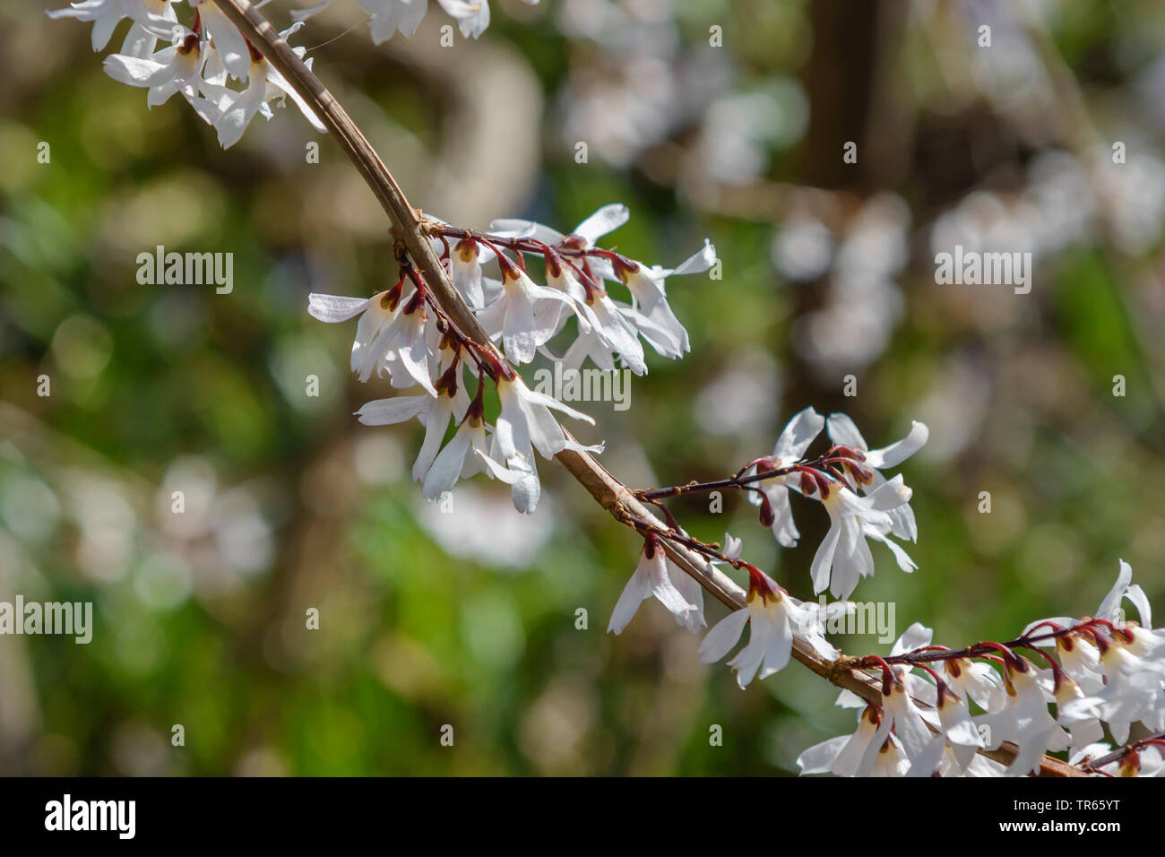 Blanco (Abeliophyllum distichum Forsythia), rama florece, Alemania, Brandeburgo Foto de stock