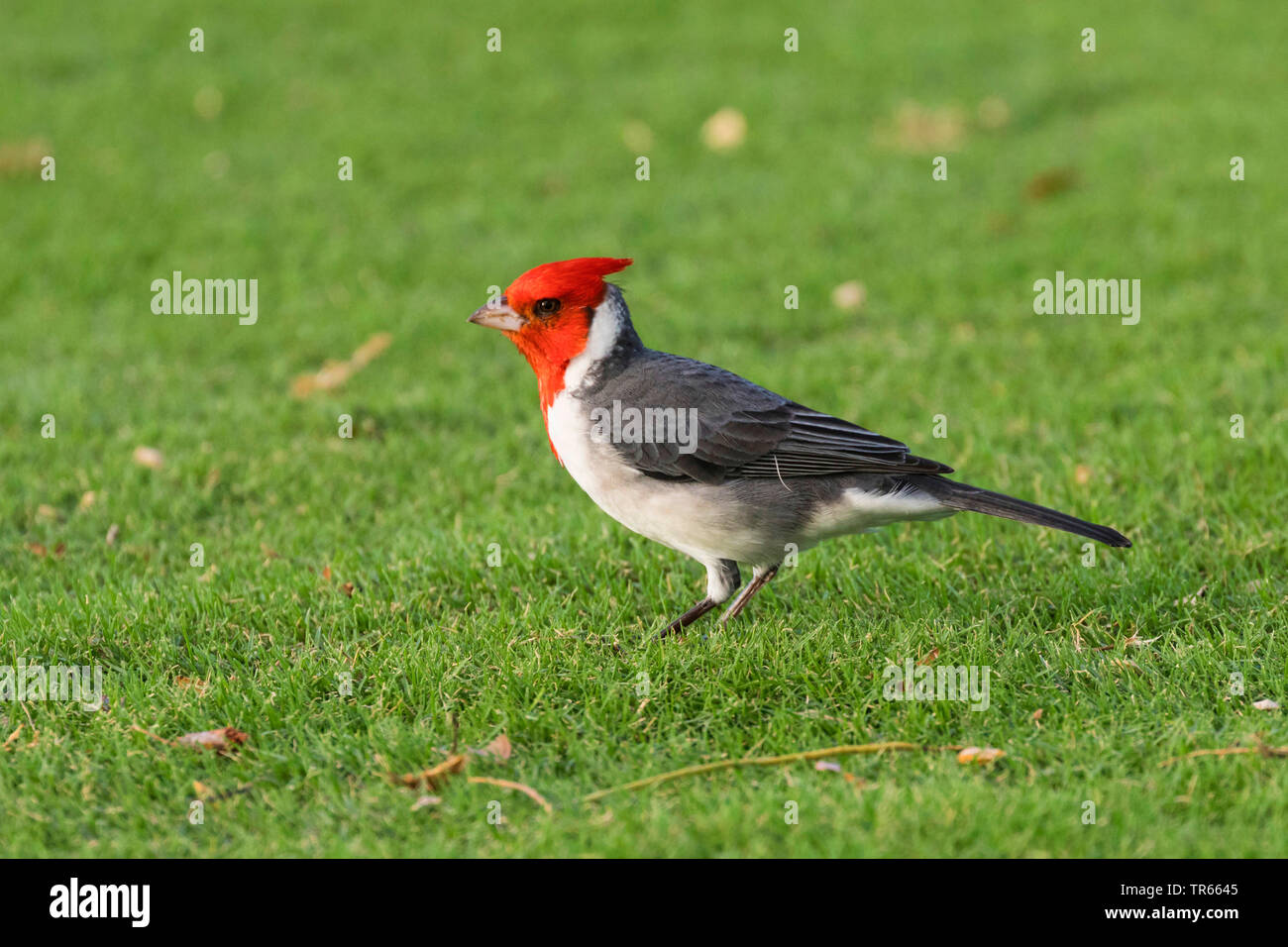 Rojo-crested cardenal (Paroaria coronata), cazando en un campo de golf, vista lateral, ESTADOS UNIDOS, Arizona, Wailea Blue Golf Course, Kihei Foto de stock