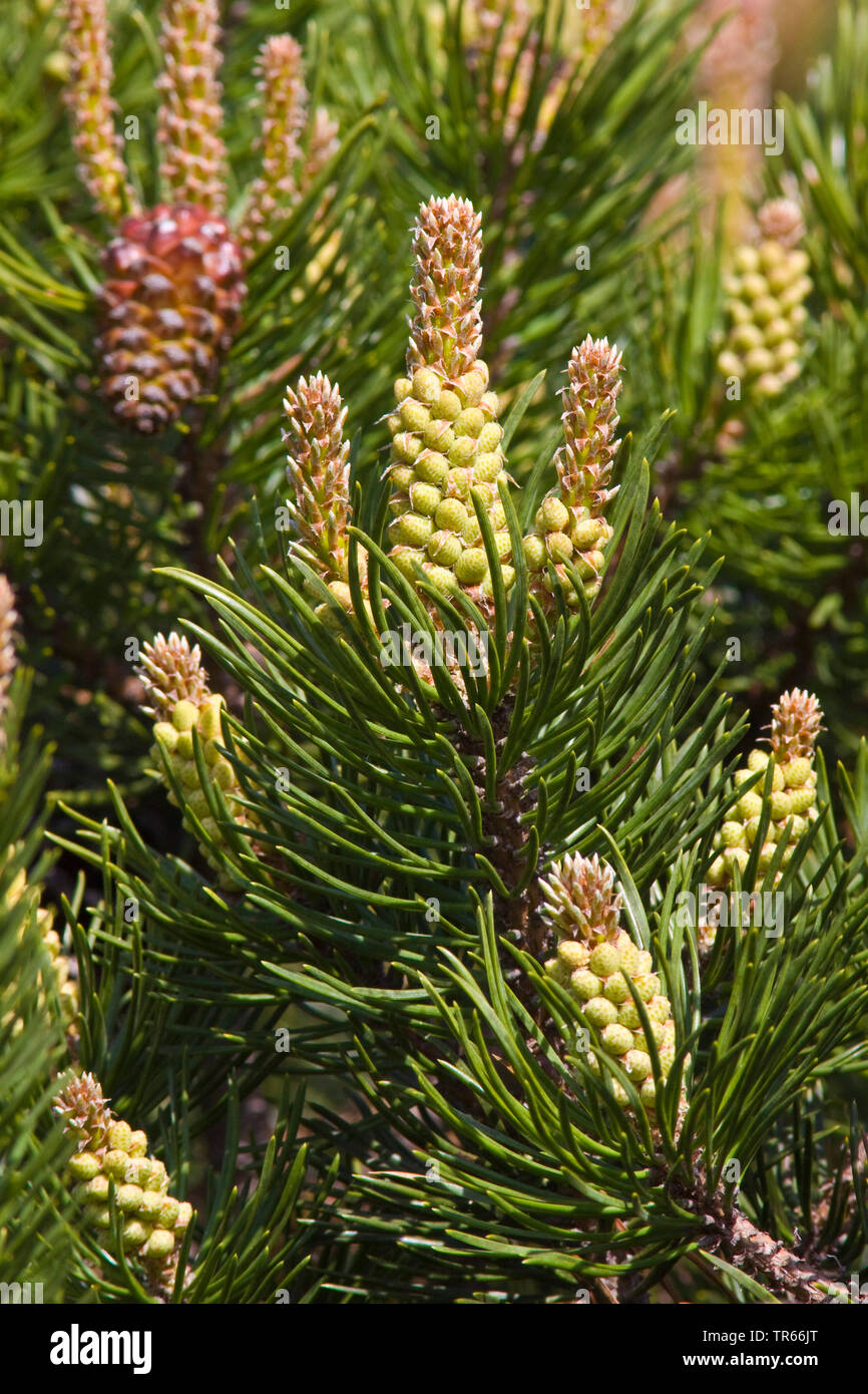 Mountain Pine, pino mugo (Pinus mugo), ramas con flores masculinas en Baviera, Alemania, Bud Foto de stock