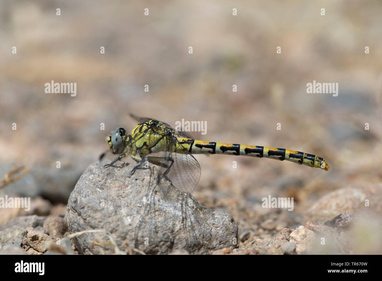 Green-eyed hook-tailed dragonfly (Onychogomphus forcipatus), sentado en el suelo, Grecia Foto de stock