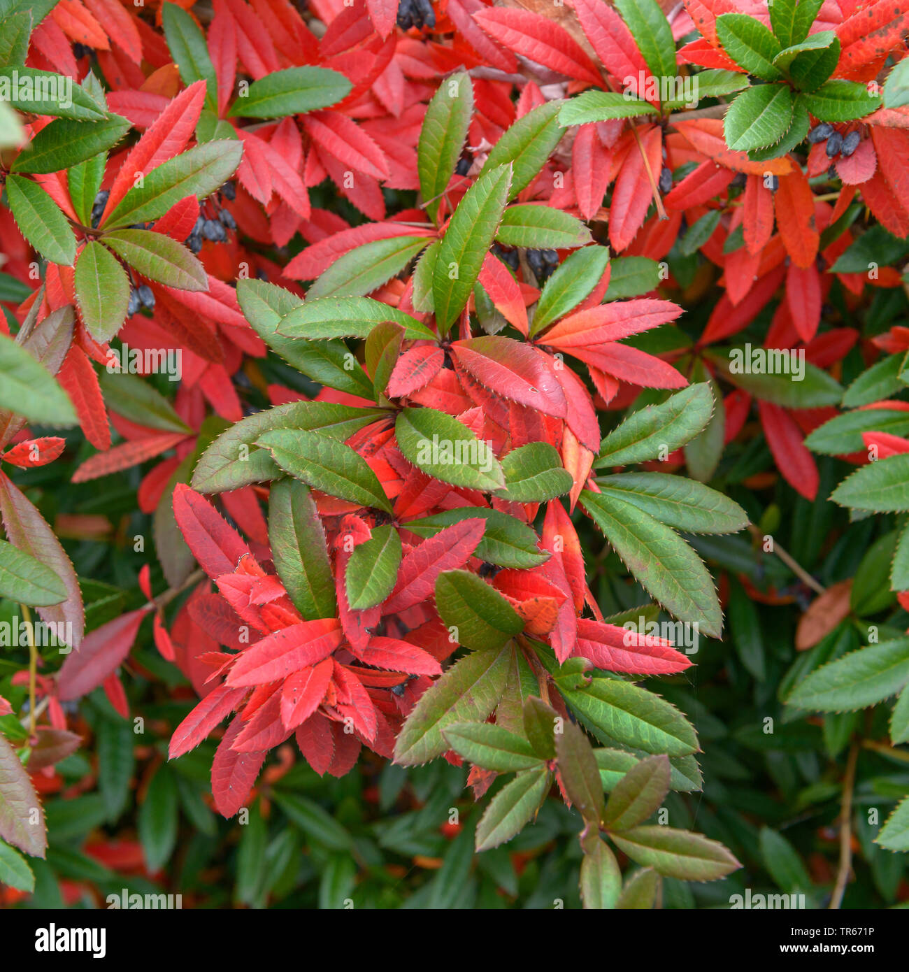 Gaulteria Agracejo (Berberis julianae), arbusto con las bayas Foto de stock