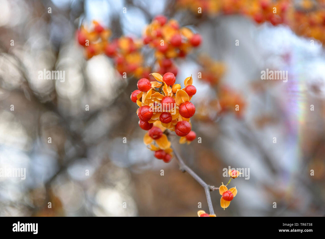 Chino (Celastrus rosthornianus agridulce), frutas Foto de stock