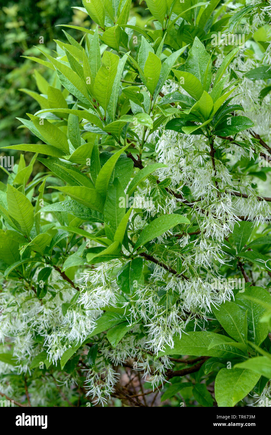 Fringe Amaerican Árbol, Blanco (Chionanthus fringetree virginica, Chionanthus virginicus), floreciendo sucursal Foto de stock