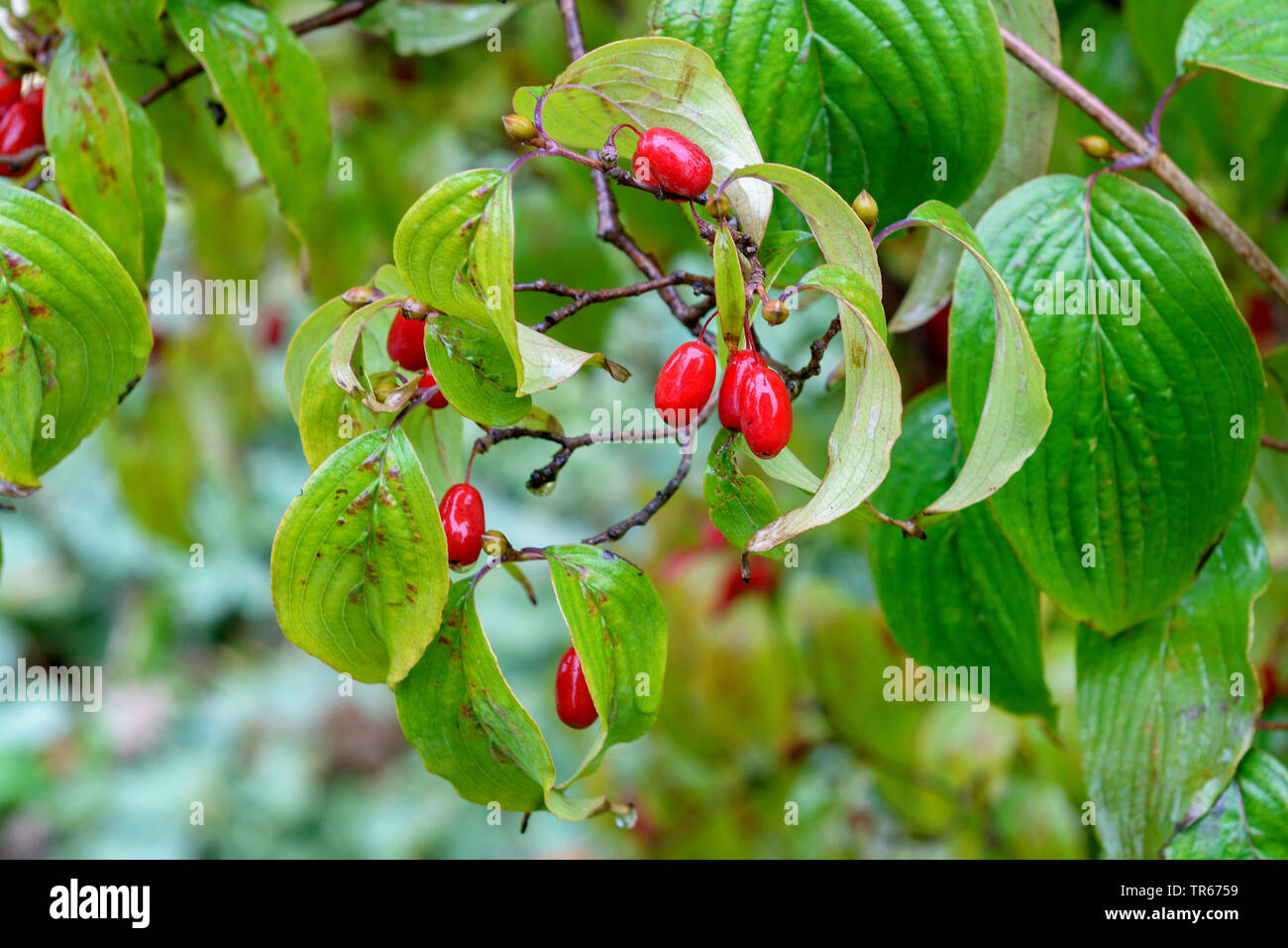 Floración dogwood, boj Americano (Cornus florida), rama con frutos Foto de stock