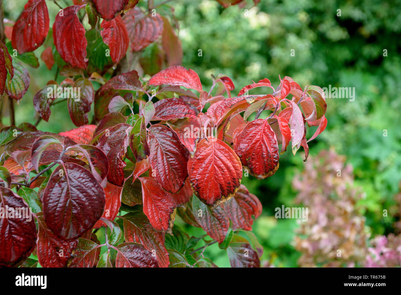 Floración dogwood, boj Americano (Cornus florida), hojas de otoño Foto de stock