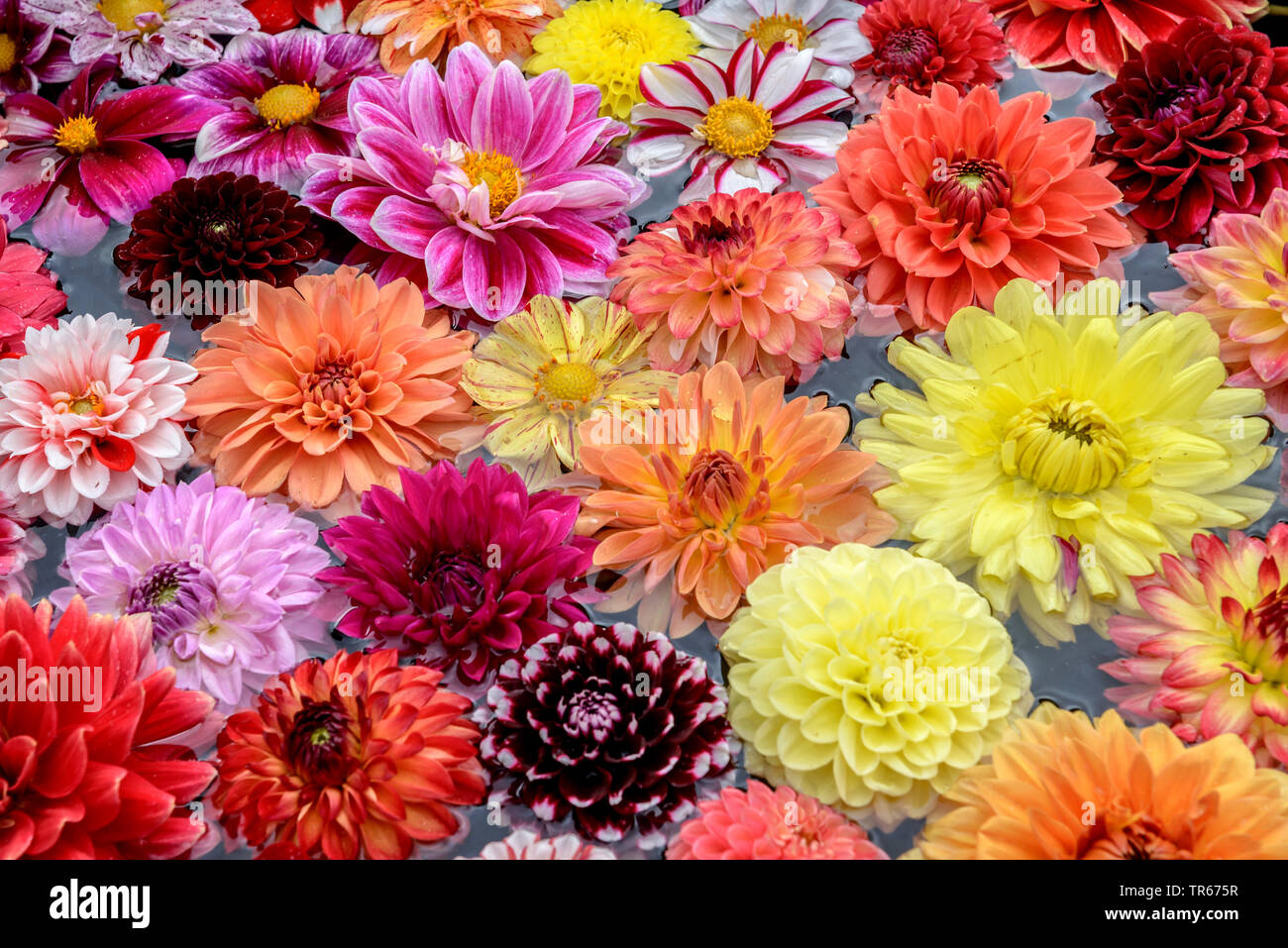 Georgina (Dahlia spec.), georgina coloridas flores sobre una mesa Foto de stock