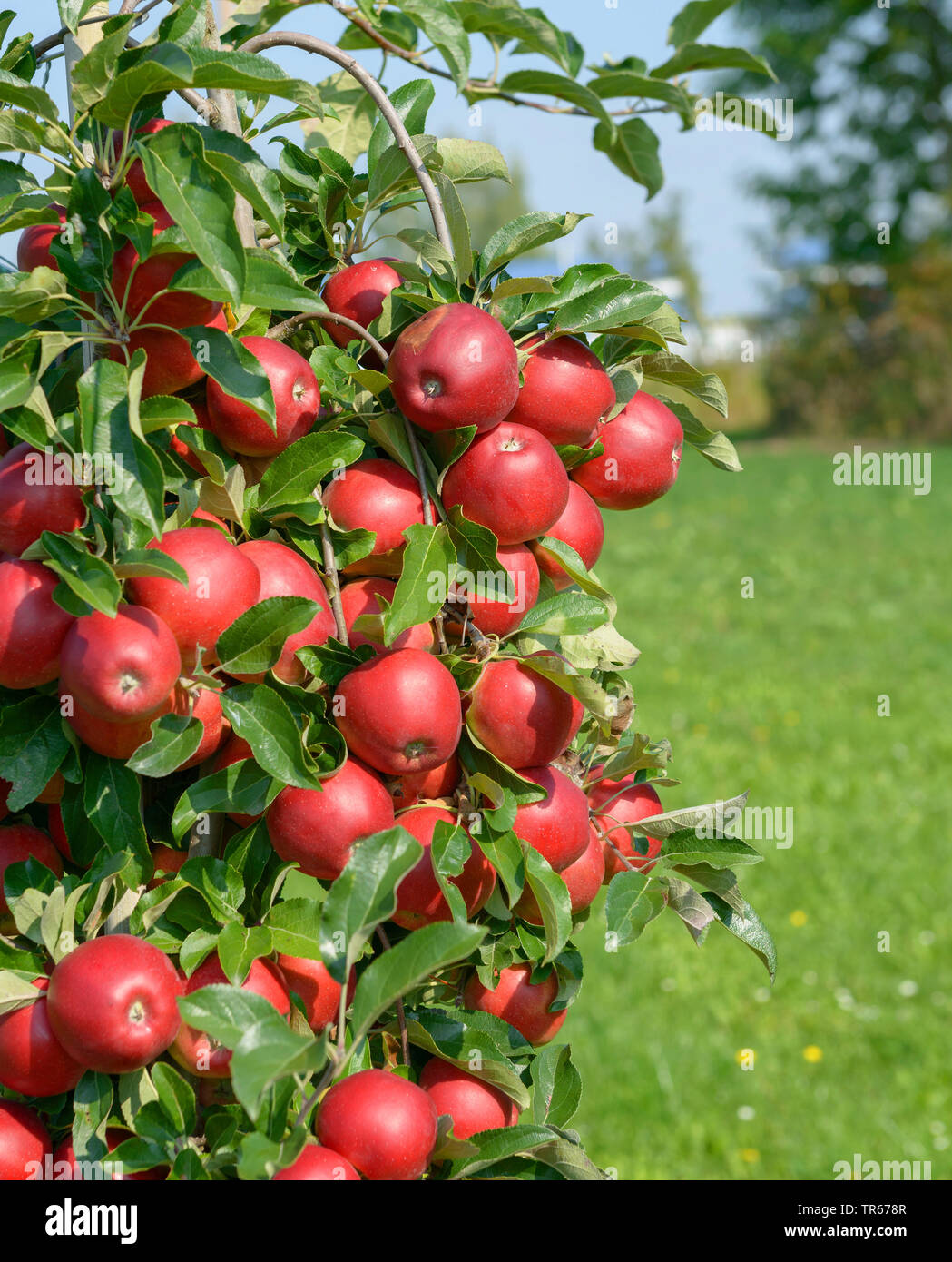 Manzano (Malus domestica 'Gemini', Malus domestica Géminis), las manzanas en un árbol, cultivar Géminis, Alemania, Sajonia Foto de stock