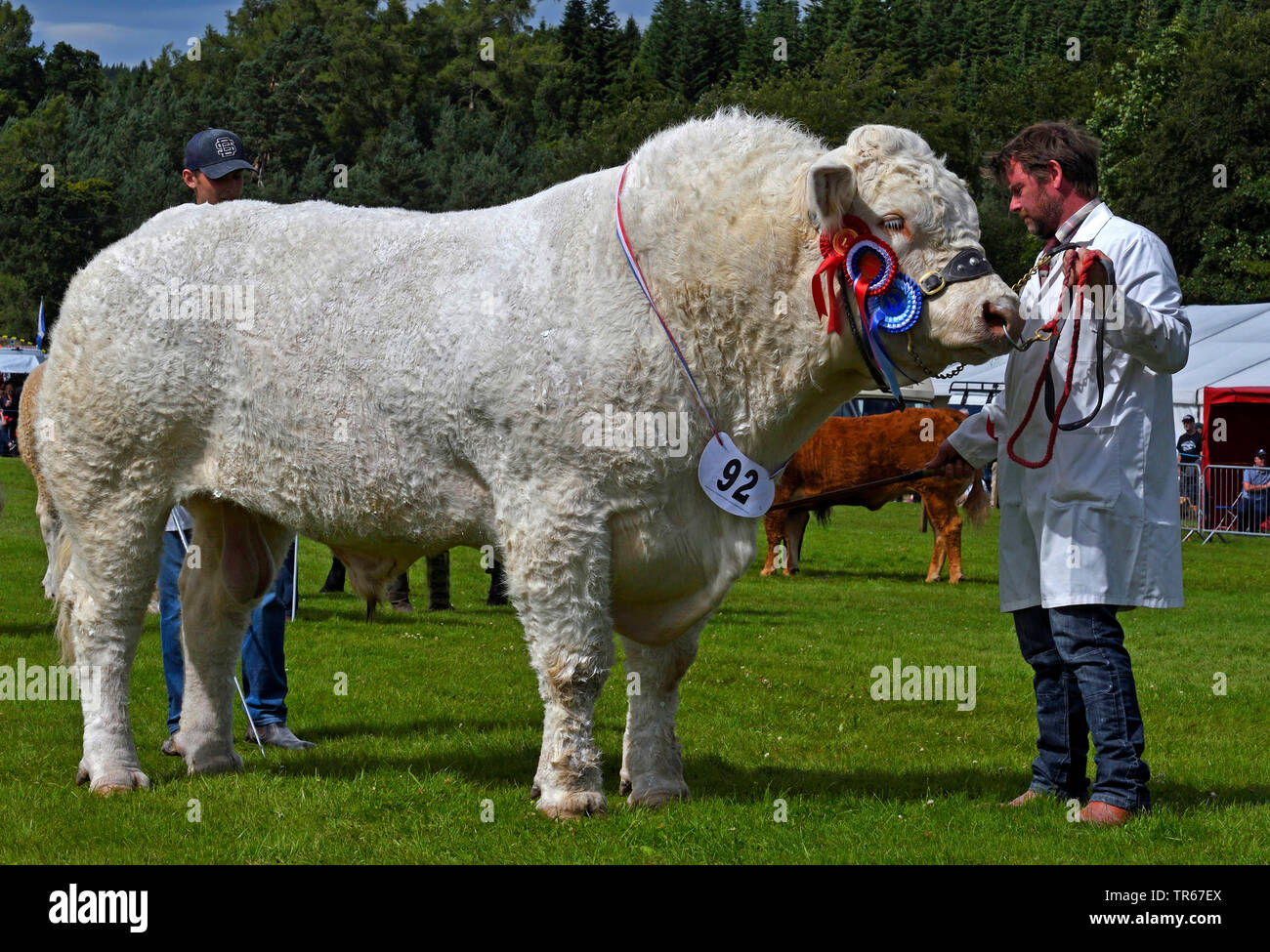 El ganado doméstico (Bos primigenius f. taurus), magnífico bull, ganador del premio ganado, Reino Unido, Escocia, el Parque Nacional de Cairngorms Foto de stock