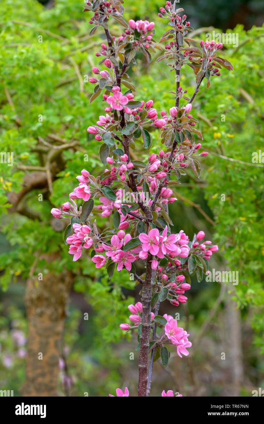 Manzano (Malus domestica 'Maypole', Malus domestica, Árbol de mayo), cultivar flores del árbol de mayo Foto de stock