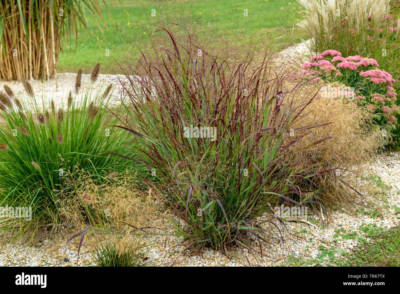 Interruptor antiguo pánico (Panicum virgatum hierba 'Kuestenmoor, Panicum virgatum Kuestenmoor'), floreciendo, cultivar Kuestenmoor Foto de stock