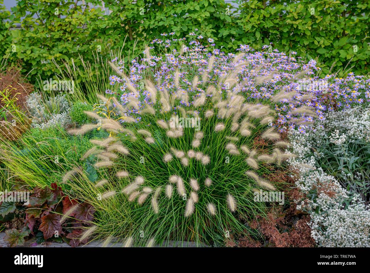 Fuente grass (Pennisetum alopecuroides 'Little Bunny', Pennisetum alopecuroides poco Bunny), cultivar poco Bunny, Alemania Baden-Wurtemberg Foto de stock
