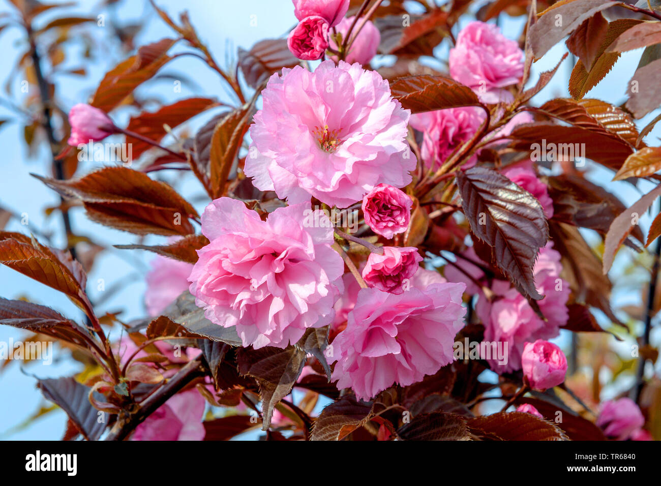 Oriental cerezo (Prunus serrulata Royal Burgundy', 'Prunus serrulata Royal Burgundy), flores de cultivar Royal Borgoña, Alemania, Sajonia Foto de stock