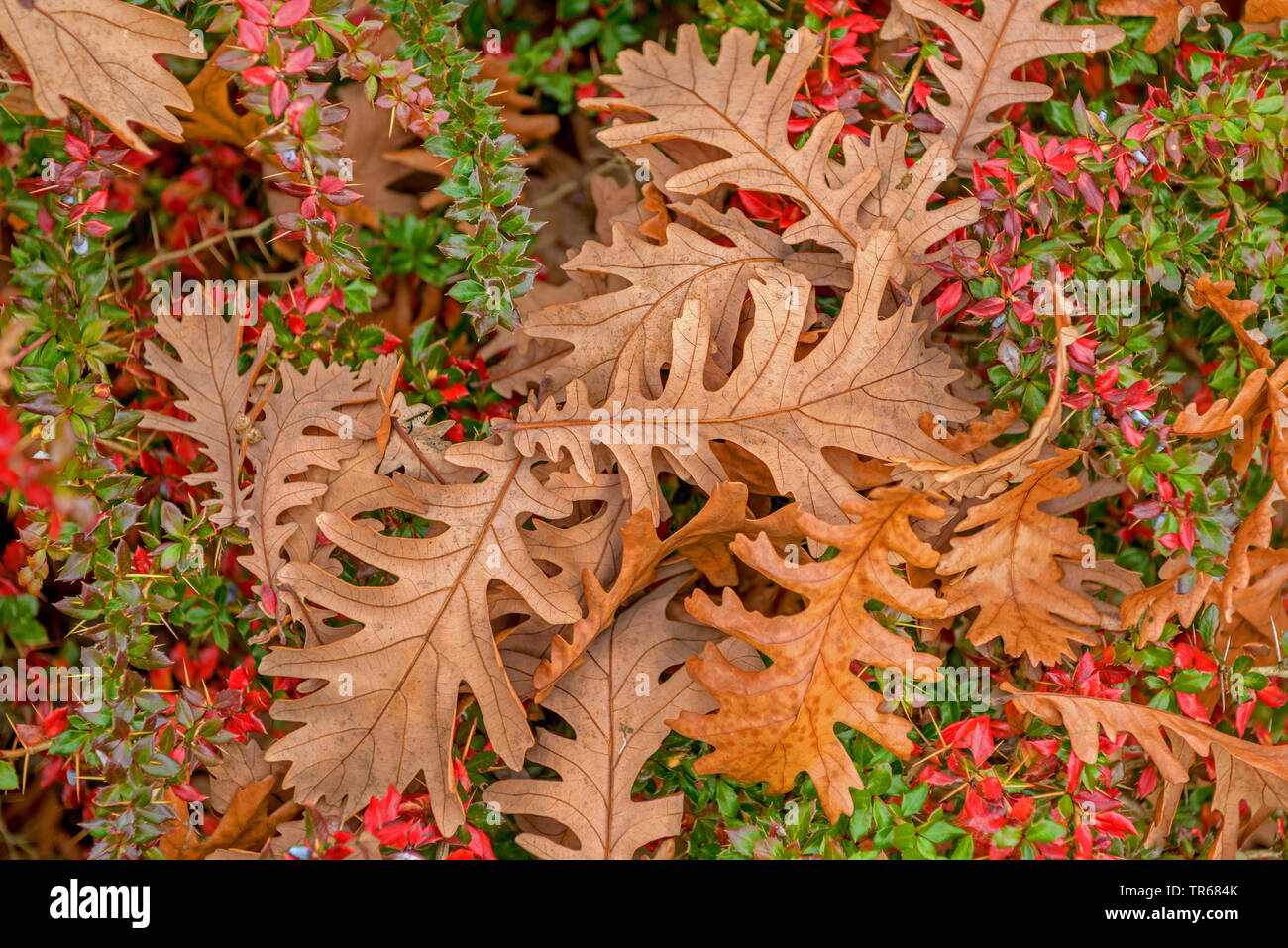 Húngaro, Italiano de roble (Quercus frainetto, Quercus conferta, Quercus pannonica), hojas de otoño sobre la tierra, Alemania, en el Estado federado de Sajonia-Anhalt Foto de stock