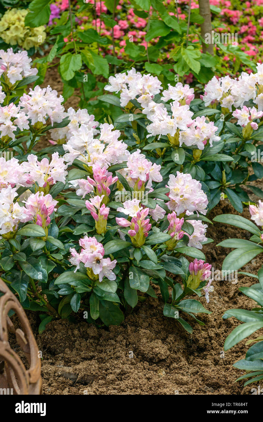 Caucasian Rododendro (Rhododendron 'Blanco' de Cunningham, Rhododendron Cunningham's White), floreciendo, cultivar Cunningham's White, Alemania, Baja Sajonia Foto de stock