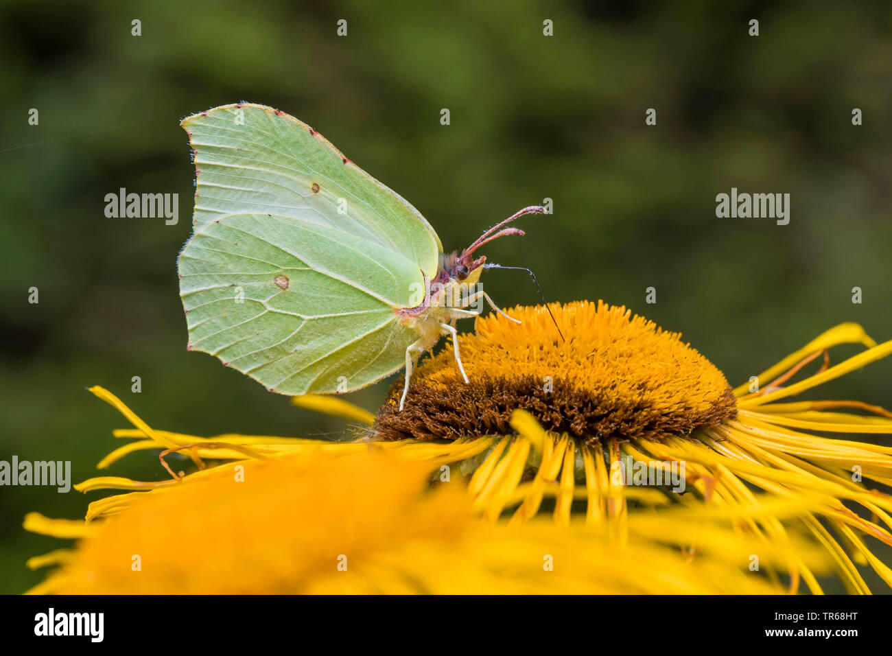 Brimstone (Gonepteryx rhamni), chupando el néctar de una flor oxeye, vista lateral, Alemania, en el Estado federado de Mecklemburgo-Pomerania Foto de stock