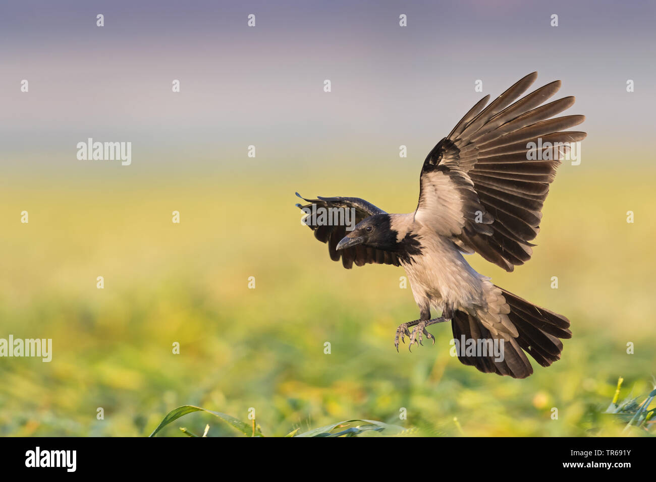 Encapuchado crow (Corvus corone cornix Corvus cornix), aterrizó en un campo, Israel Foto de stock
