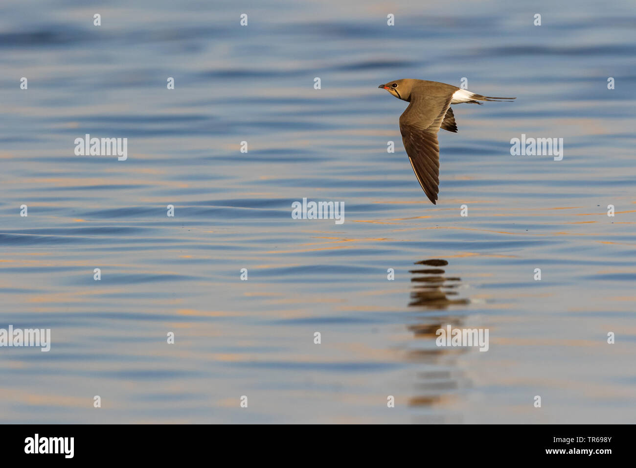 Collared canastera (Glareola pratincola), volando sobre el agua, Israel Foto de stock