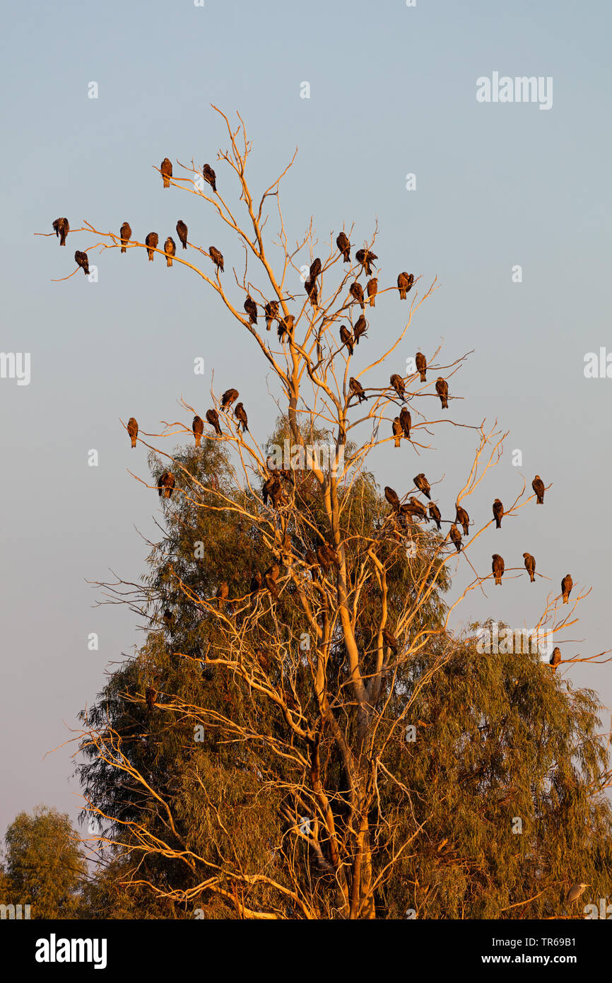 Milano negro, amarillo-facturados kite (Milvus migrans), grupo sobre un árbol para dormir en la noche, Israel Foto de stock