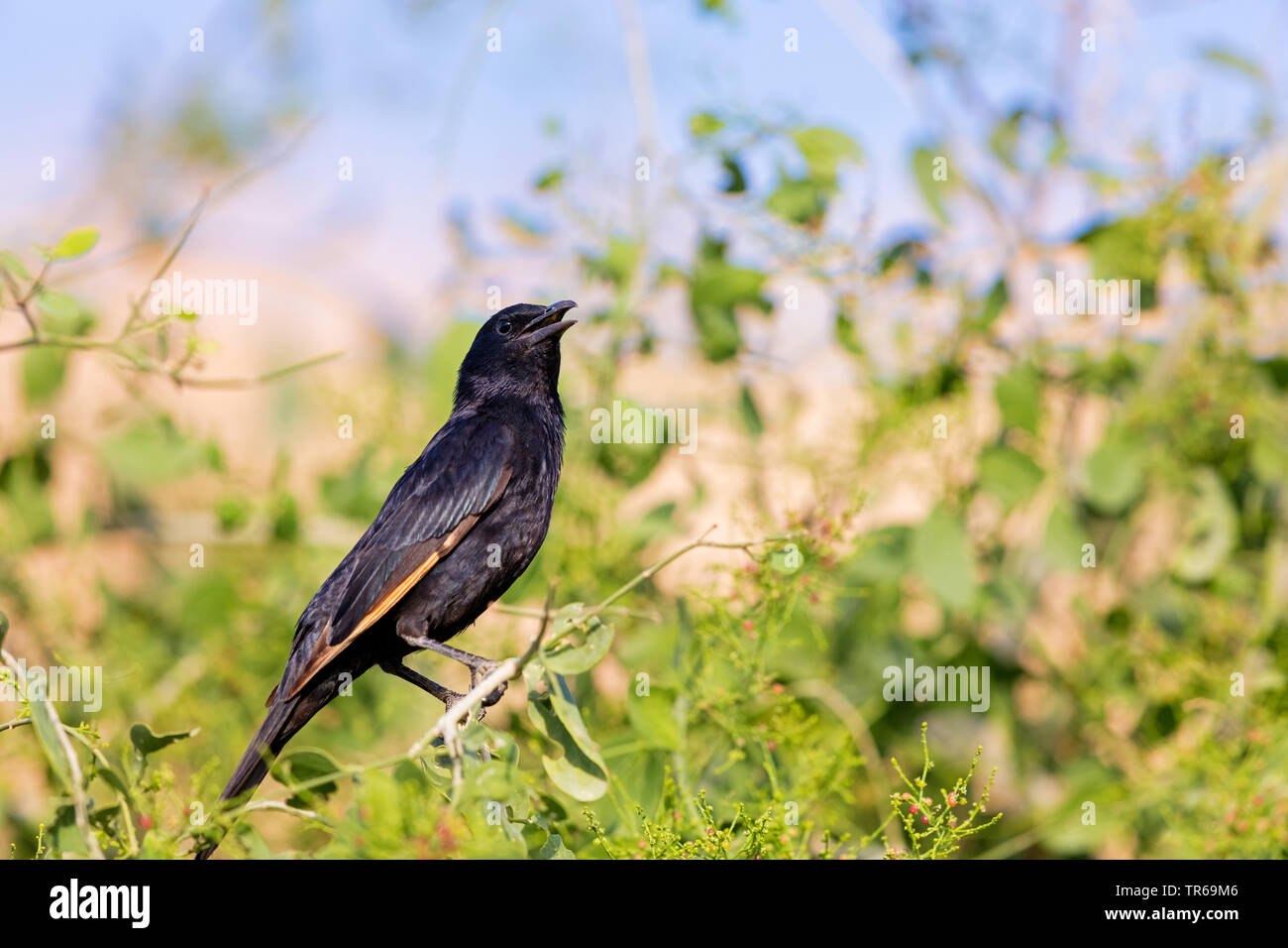 La trisram starling (Onychognathus tristramii), alimentándose de bayas rojas, Israel Foto de stock