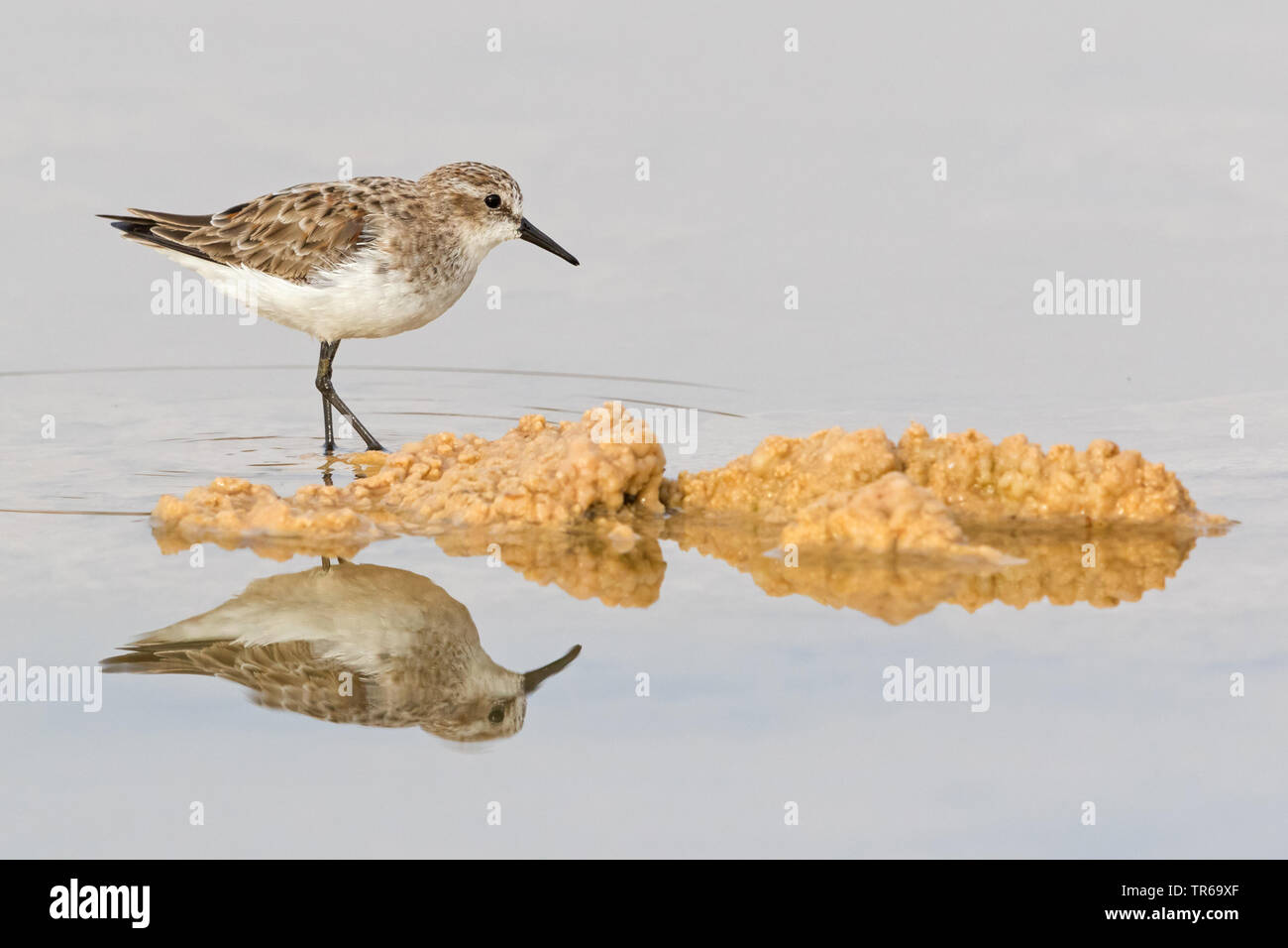 Poco stint (Calidris minuta), buscando alimento en el agua, Israel Foto de stock