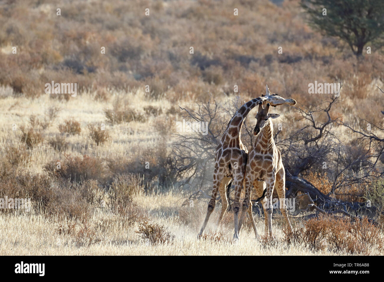 Jirafa (Giraffa camelopardalis), lucha territorial entre dos varones de jirafas en la sabana, África del Sur, el Parque Transfronterizo Kgalagadi Foto de stock