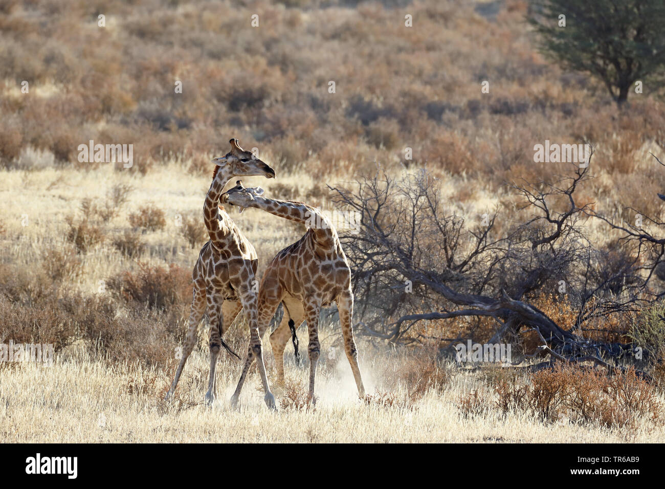 Jirafa (Giraffa camelopardalis), lucha territorial entre dos varones de jirafas en la sabana, África del Sur, el Parque Transfronterizo Kgalagadi Foto de stock