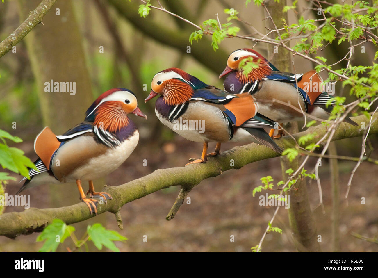 Patos Mandarines Juntos Fotos E Imagenes De Stock Alamy Patos Mandarines Juntos Fotos E Imagenes De Stock Alamy